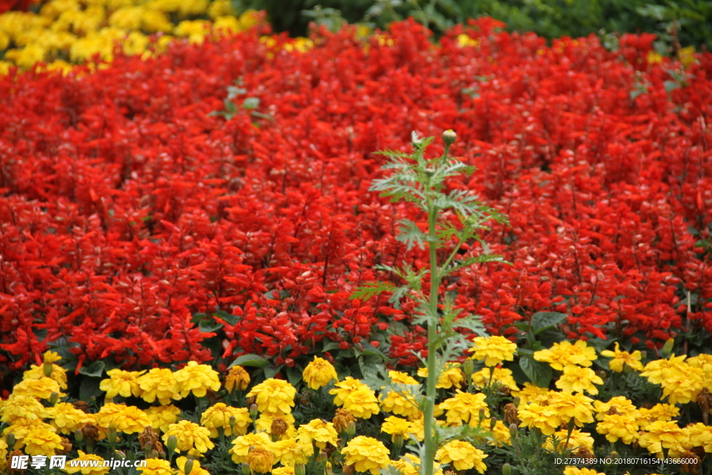 花海