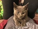 猫咪