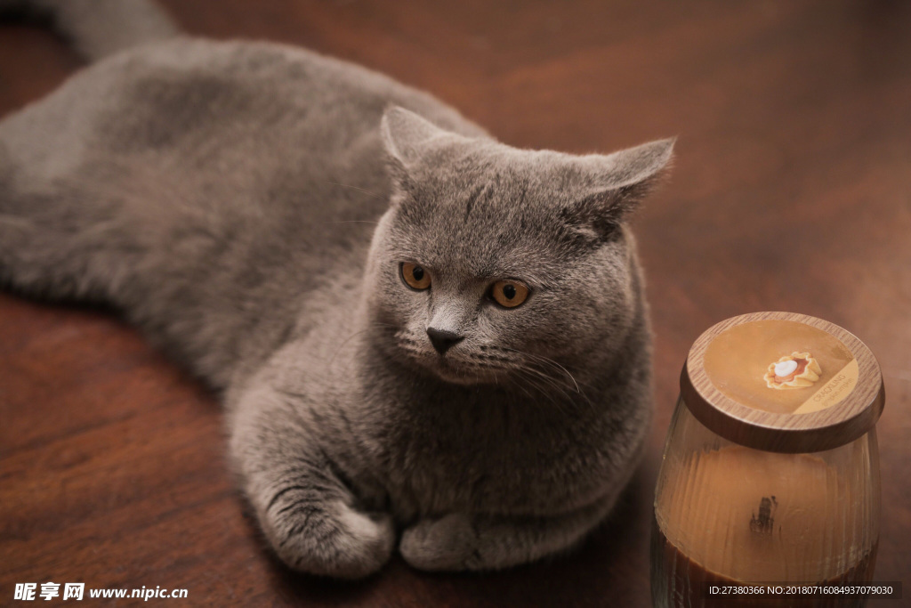 猫咪