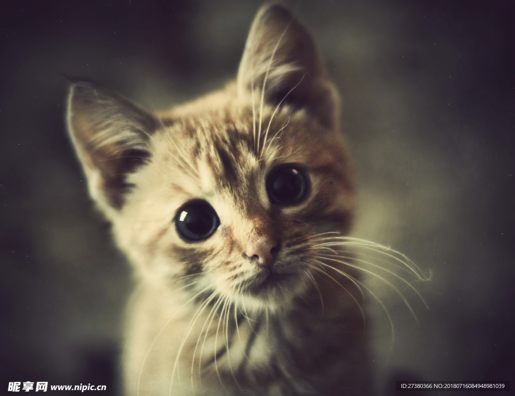 猫咪