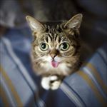 猫咪