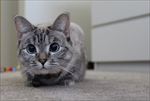 猫咪