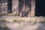 猫咪