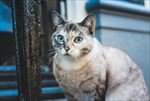 猫咪
