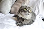 宠物猫