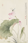 莲花蜻蜓