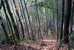 竹林