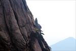 顽强的松树