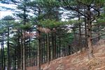 黄山松树