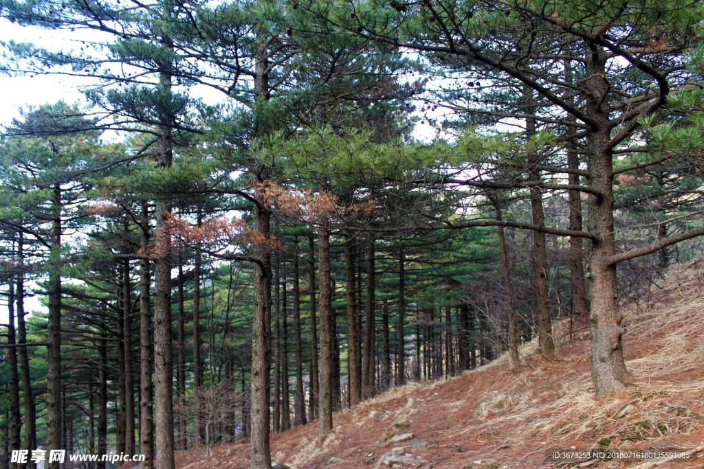 黄山松树