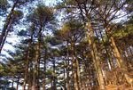 黄山松林
