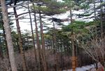 松树