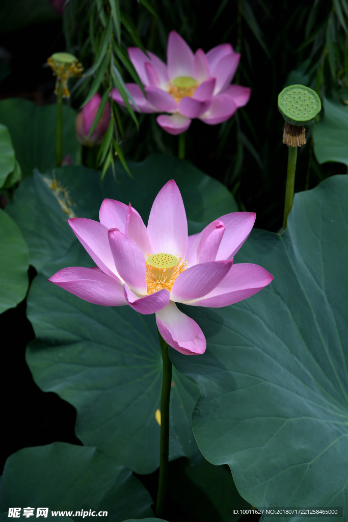 荷花