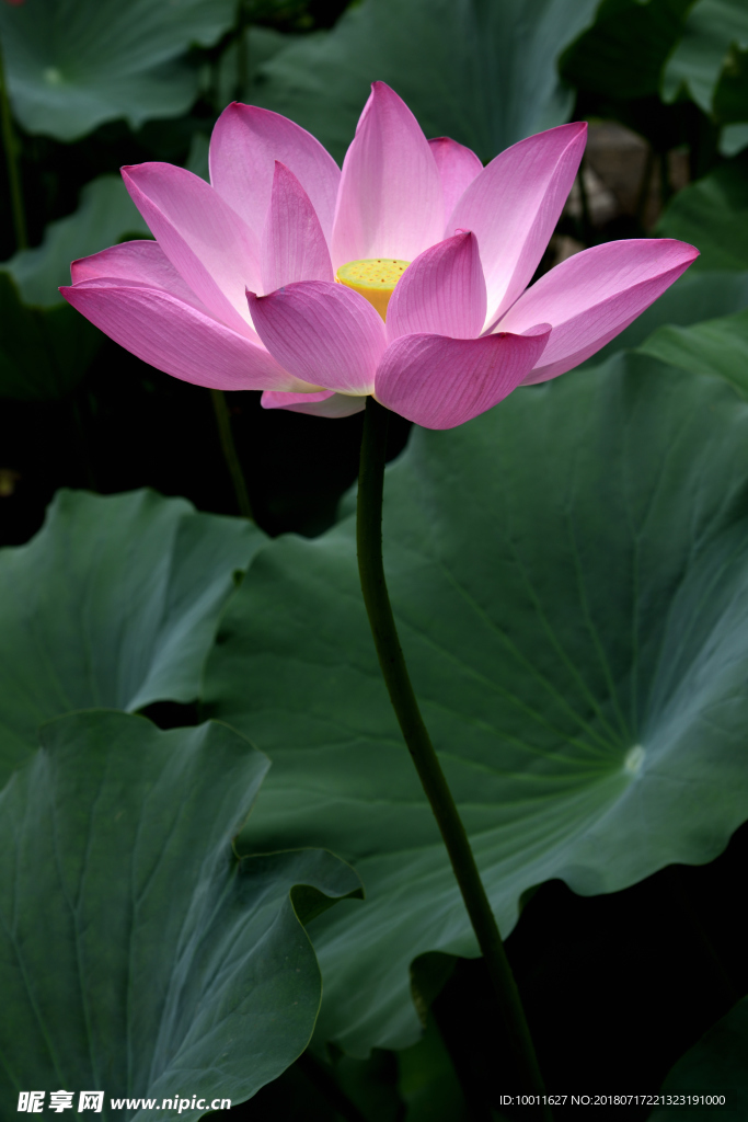 荷花