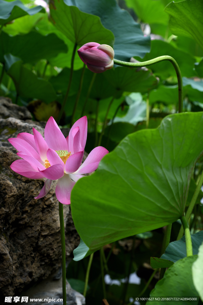 荷花