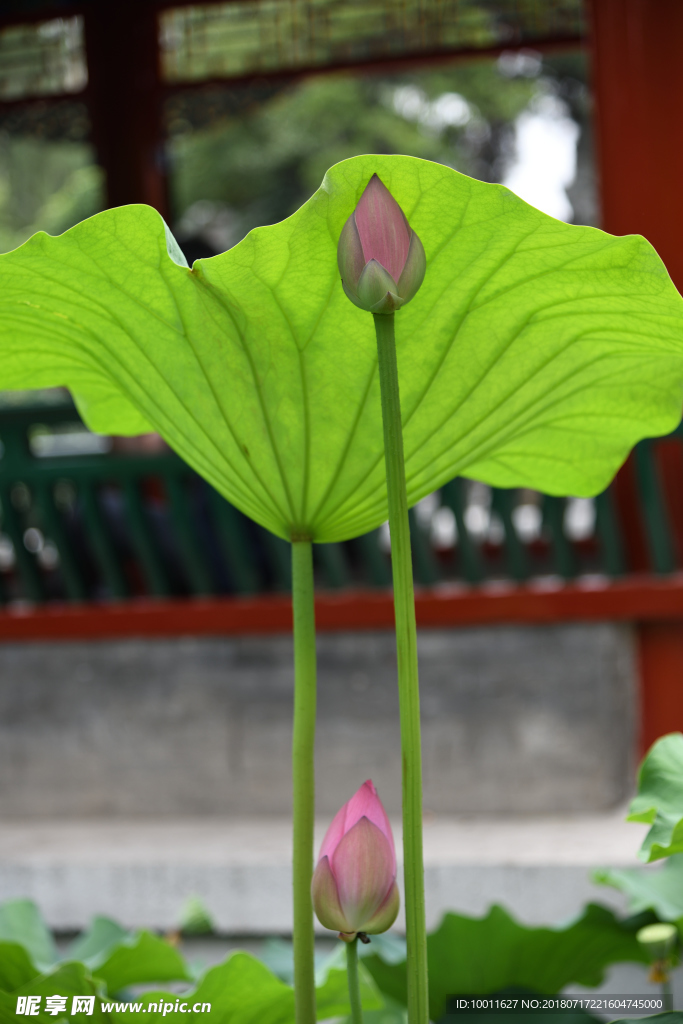 荷花