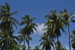 泰国旅游风景椰树晴天