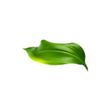 树叶