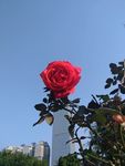 一朵娇艳的玫瑰花