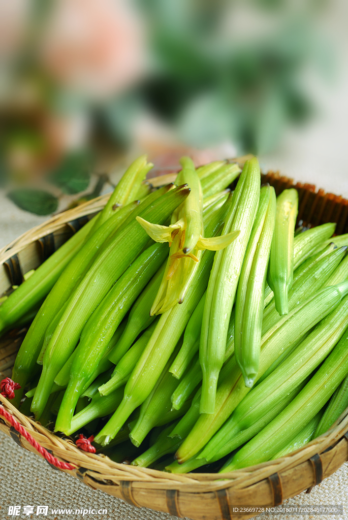 黄花菜