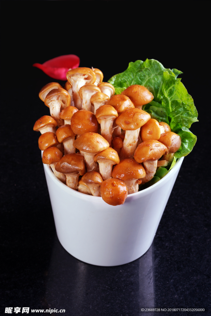 滑菇菌