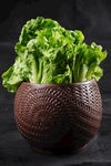 生菜