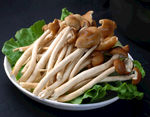 涮茶树菇