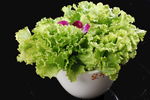 生菜