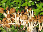 茶树菇
