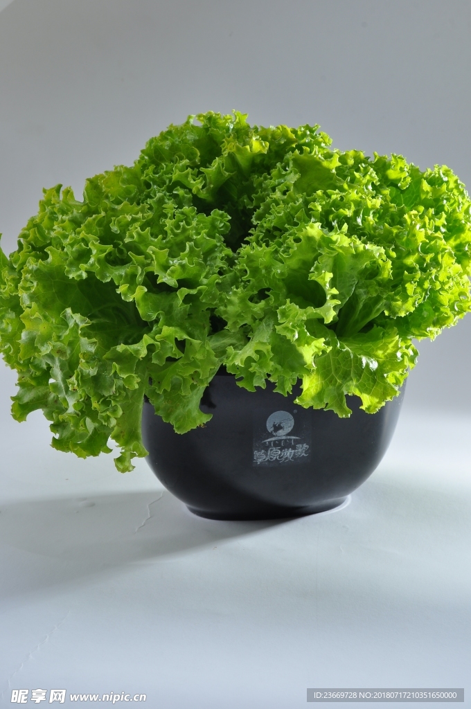 生菜