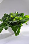 涮菜菠菜