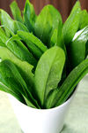 油麦菜