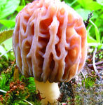 羊肚菌