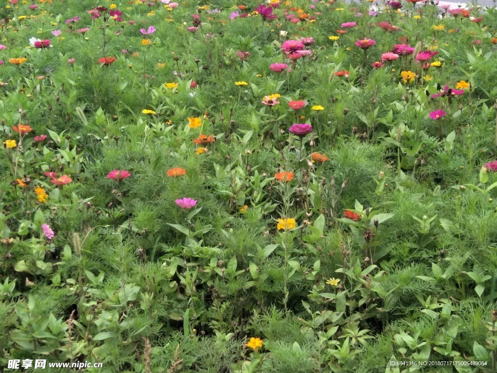 花海