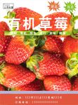 草莓海报
