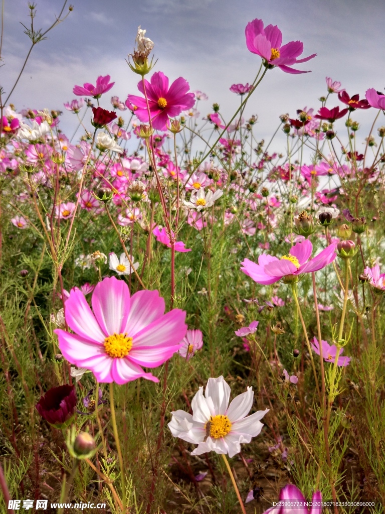 格桑花