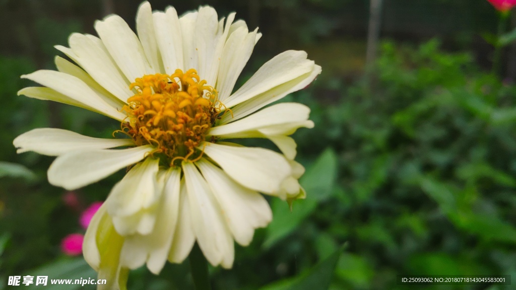 百日菊