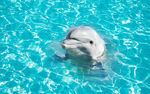 海豚