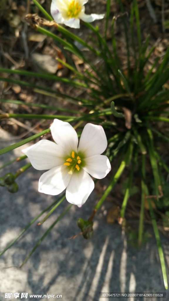 路边的兰花