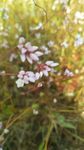 田野里的花