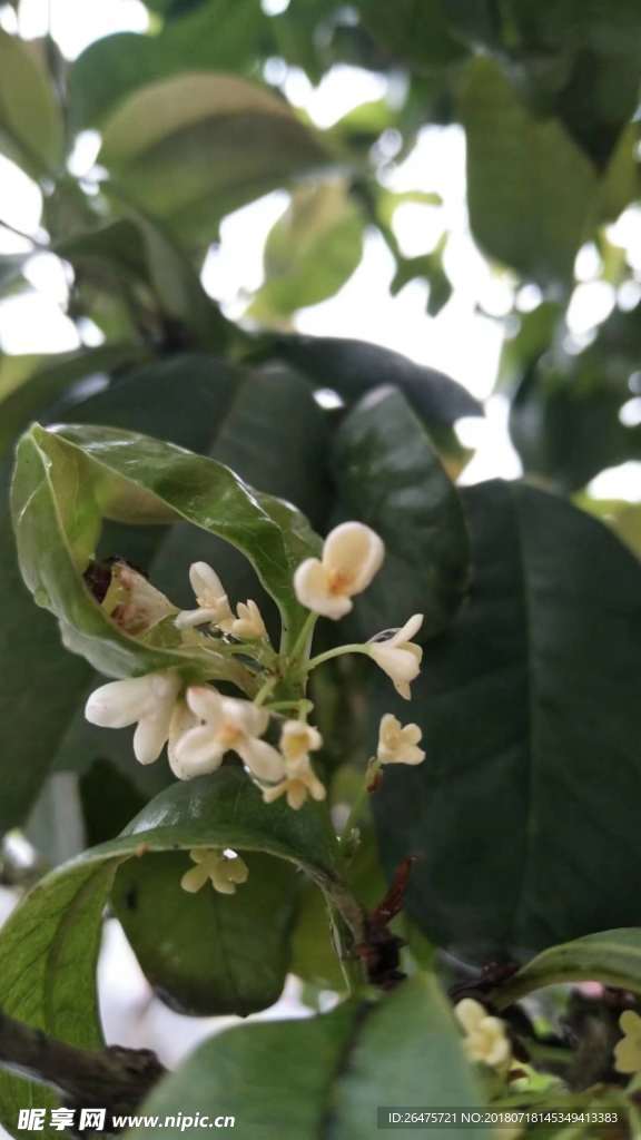 八月桂花