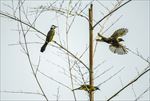 黄臀鹎 秦岭 冬季 摄影 鸟类