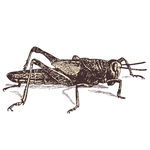 素描动物图片