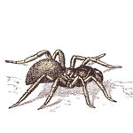 素描动物图片