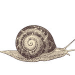 素描动物图片