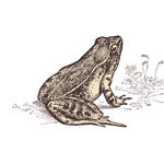 素描动物图片