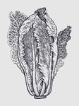 素描水果图片
