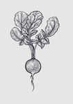 素描水果图片