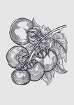 素描水果图片