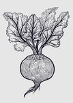 素描水果图片